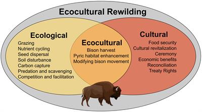 Reintroducing bison to Banff National Park – an ecocultural case study